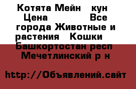 Котята Мейн - кун › Цена ­ 19 000 - Все города Животные и растения » Кошки   . Башкортостан респ.,Мечетлинский р-н